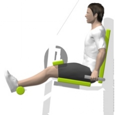 Lever Leg Curl, Seated Starting Position